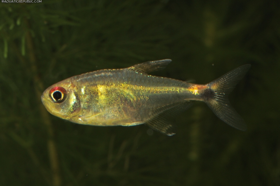 Holopristis ocellifera