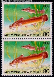 Liobagrus mediadiposalis