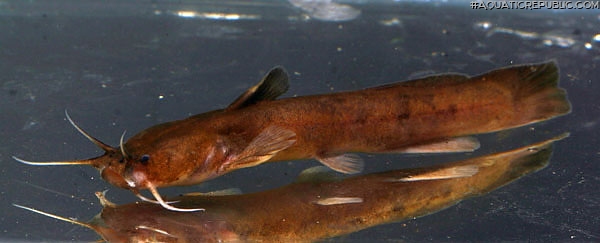 Xiurenbagrus xiurenensis