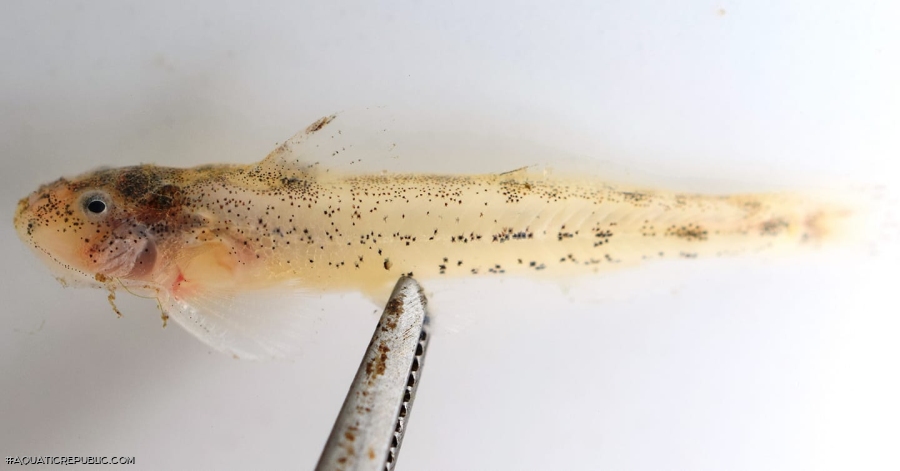 Zaireichthys cf. pallidus