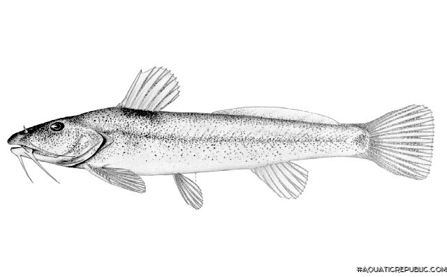 Zaireichthys flavomaculatus