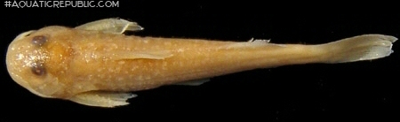 Zaireichthys rotundiceps