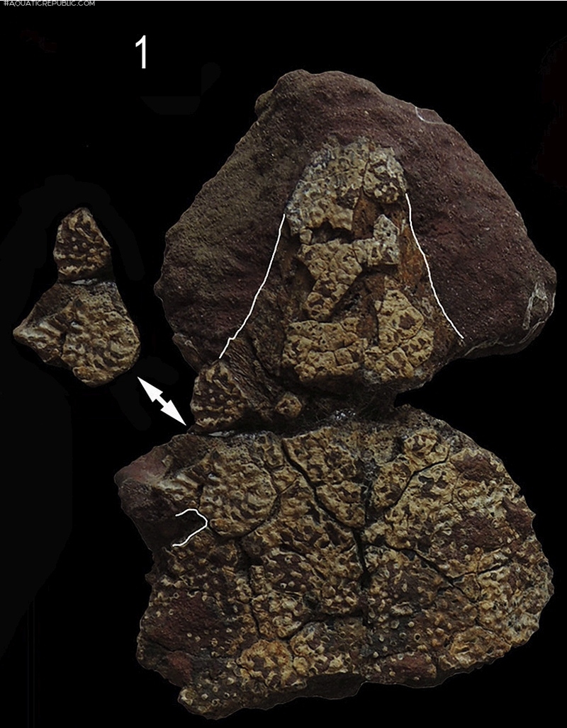 &dagger;Amphiarius paleoorinocoensis