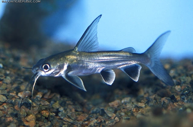 Ariopsis seemanni Ariopsis seemanni