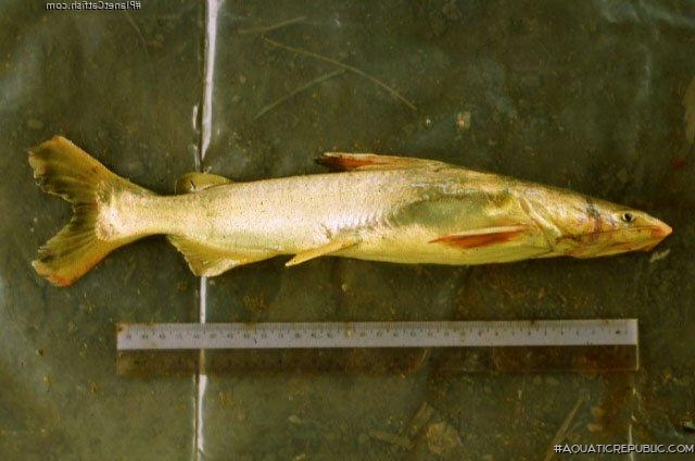 Cryptarius truncatus