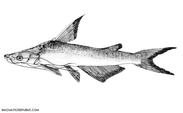 Doiichthys novaeguineae Doiichthys novaeguineae