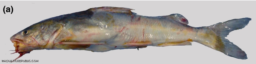 Notarius quadriscutis