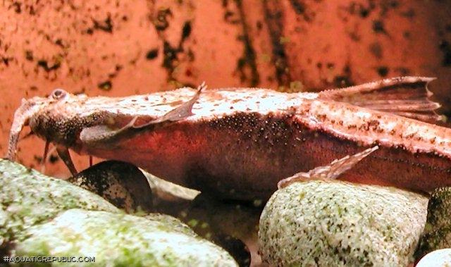 Pterobunocephalus depressus