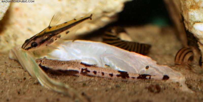 Pterobunocephalus dolichurus