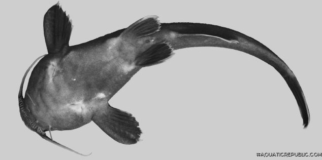 Xyliphius anachoretes