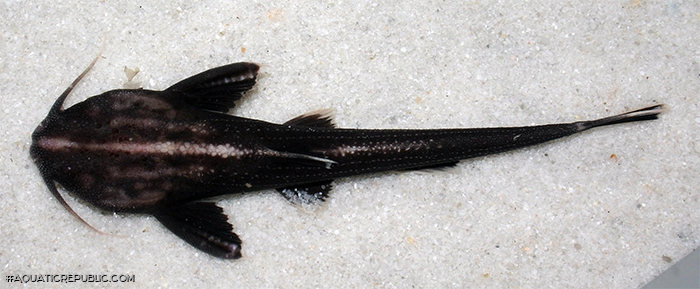 Xyliphius melanopterus