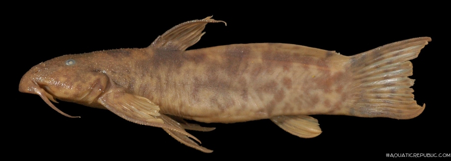 Astroblepus marmoratus