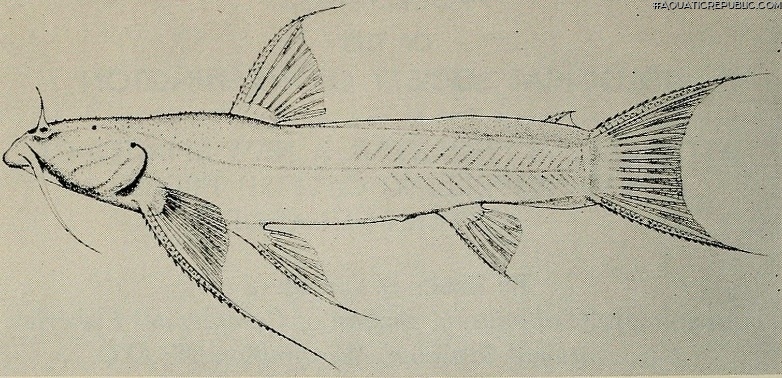 Astroblepus pholeter