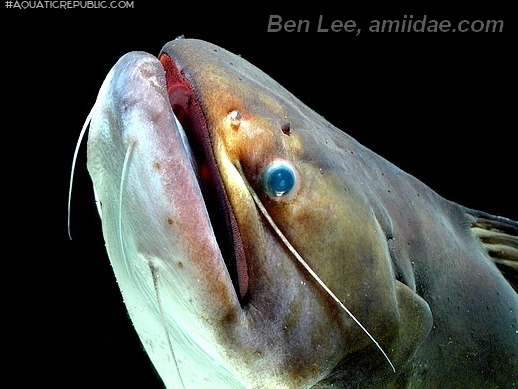 Asterophysus batrachus