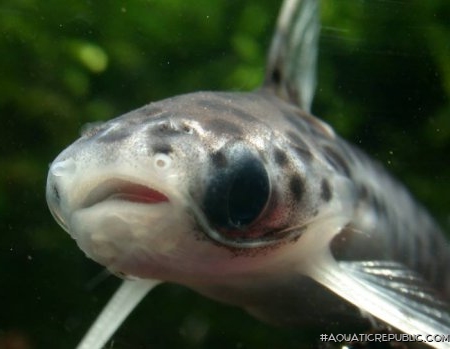 Balroglanis schultzi