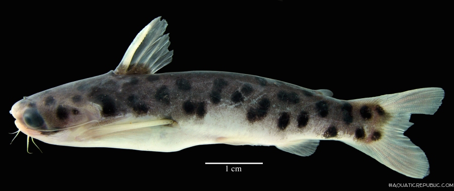 Balroglanis schultzi