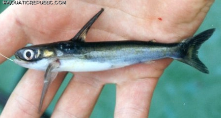 Centromochlus heckelii