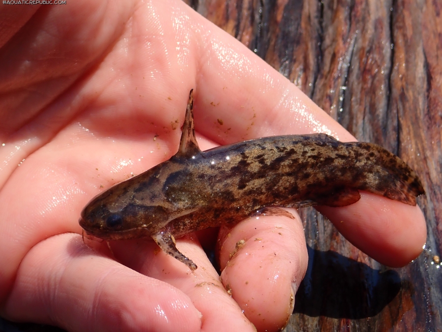 Trachelyopterus galeatus Trachelyopterus galeatus