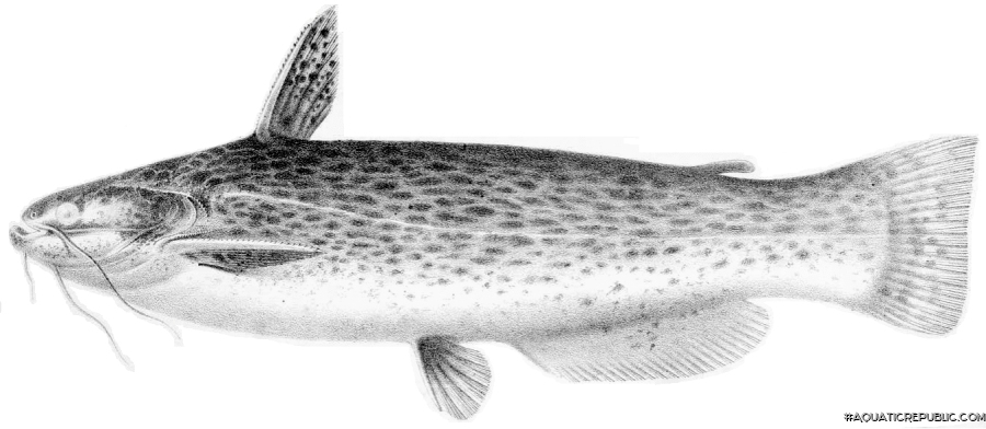 Trachelyopterus striatulus