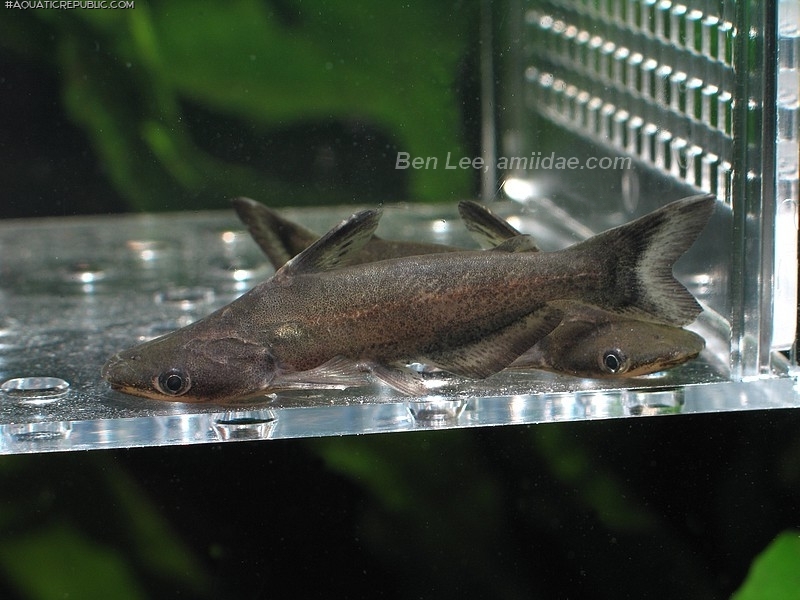 Tympanopleura cryptica