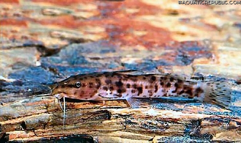 Parauchenoglanis balayi