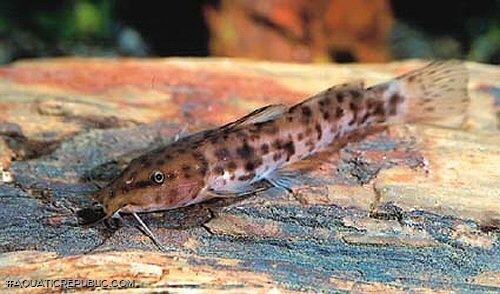 Parauchenoglanis balayi