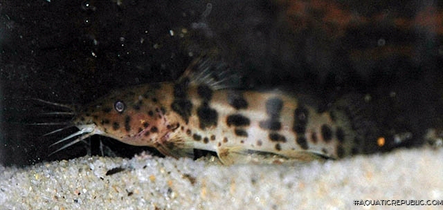 Parauchenoglanis monkei