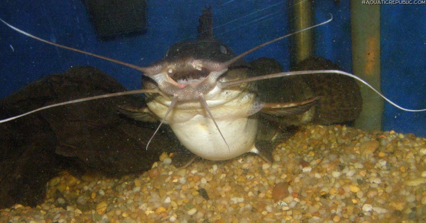 Parauchenoglanis punctatus