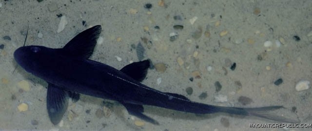 Bagrichthys macracanthus Bagrichthys macracanthus