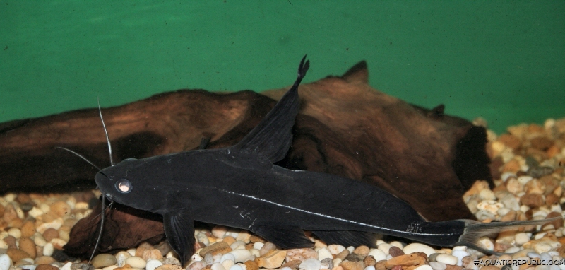 Bagrichthys macracanthus