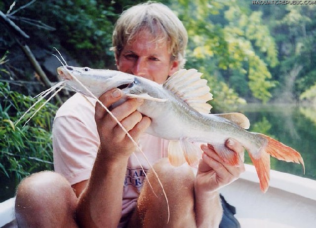 Hemibagrus wyckioides Hemibagrus wyckioides