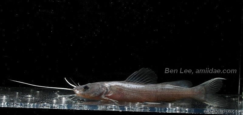 Hemibagrus wyckioides Hemibagrus wyckioides