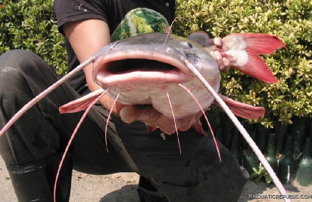 Hemibagrus wyckioides Hemibagrus wyckioides