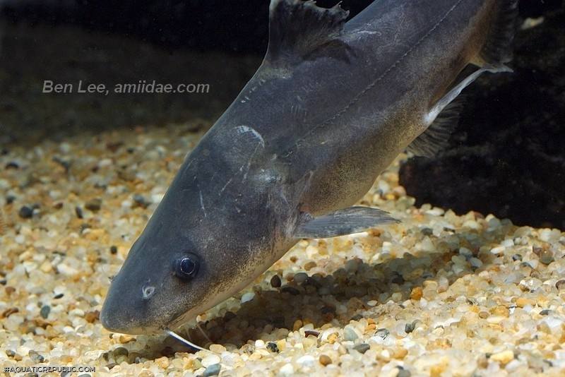 Rhinobagrus dumerili