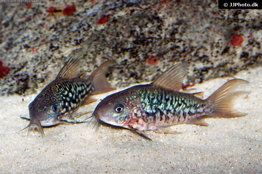 Brochis (sub-clade 2) pantanalensis