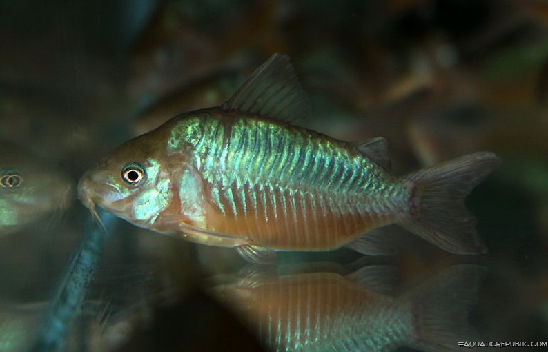 Brochis (sub-clade 2) pantanalensis