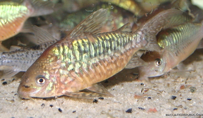 Brochis (sub-clade 2) pantanalensis