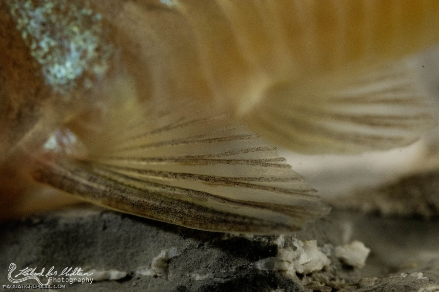 Brochis (sub-clade 2) pantanalensis