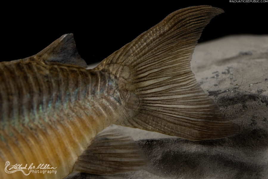 Brochis (sub-clade 2) pantanalensis