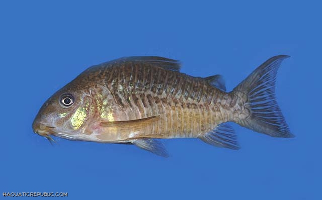 Brochis (sub-clade 2) pantanalensis