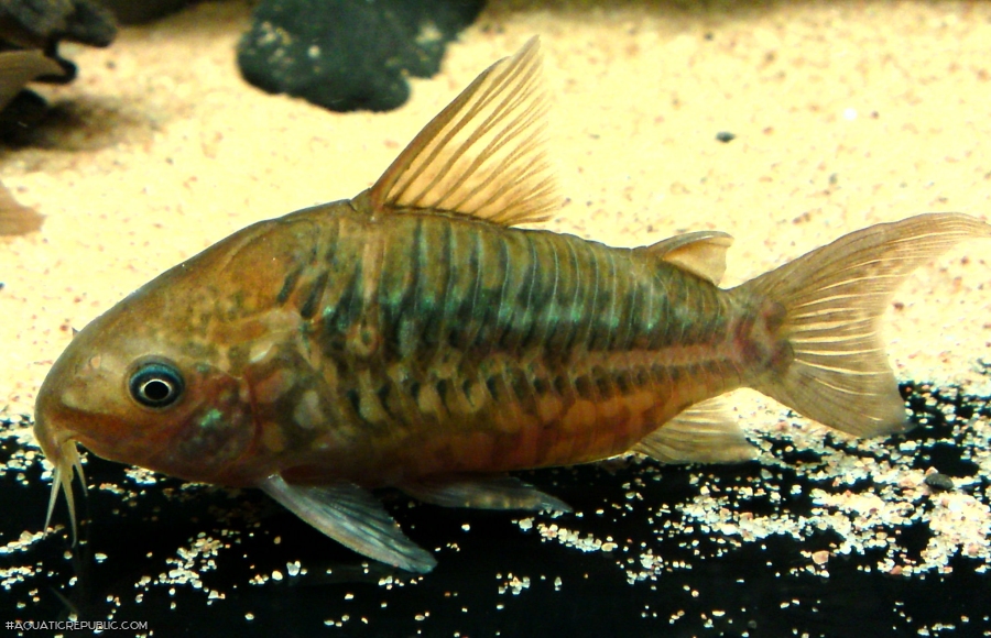 Brochis (sub-clade 2) pantanalensis