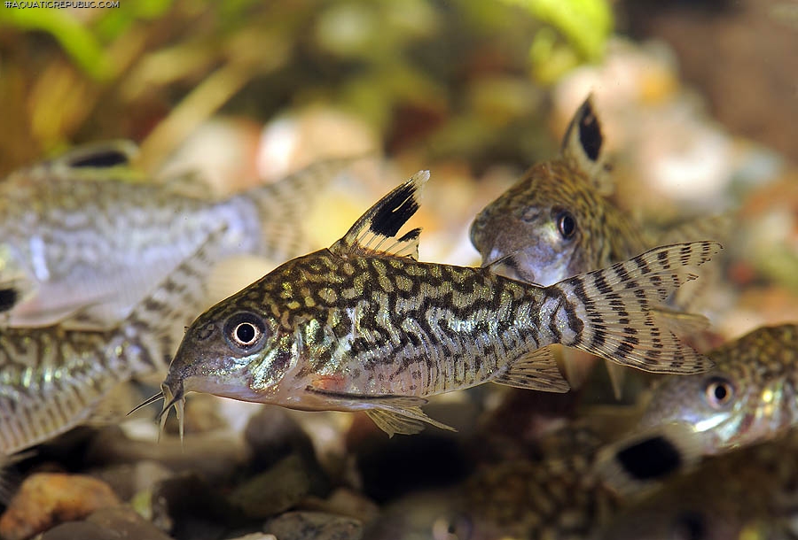 Brochis (sub-clade 2) reticulata