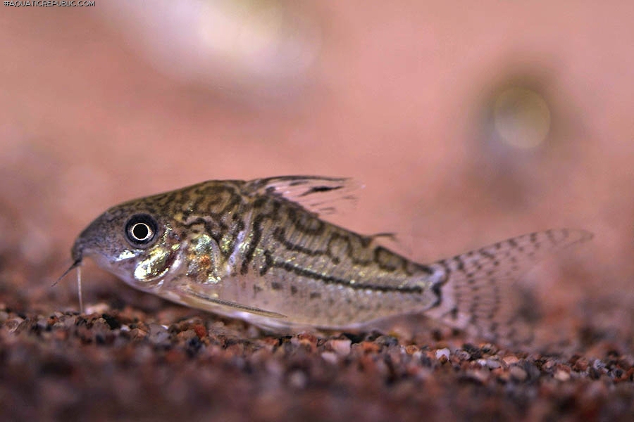 Brochis (sub-clade 2) sodalis