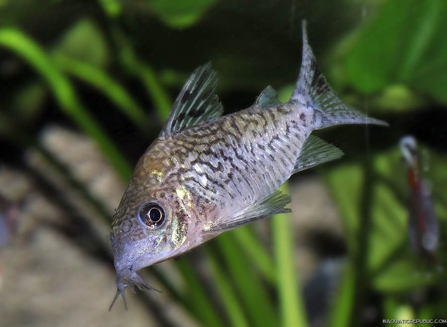 Brochis (sub-clade 2) sodalis