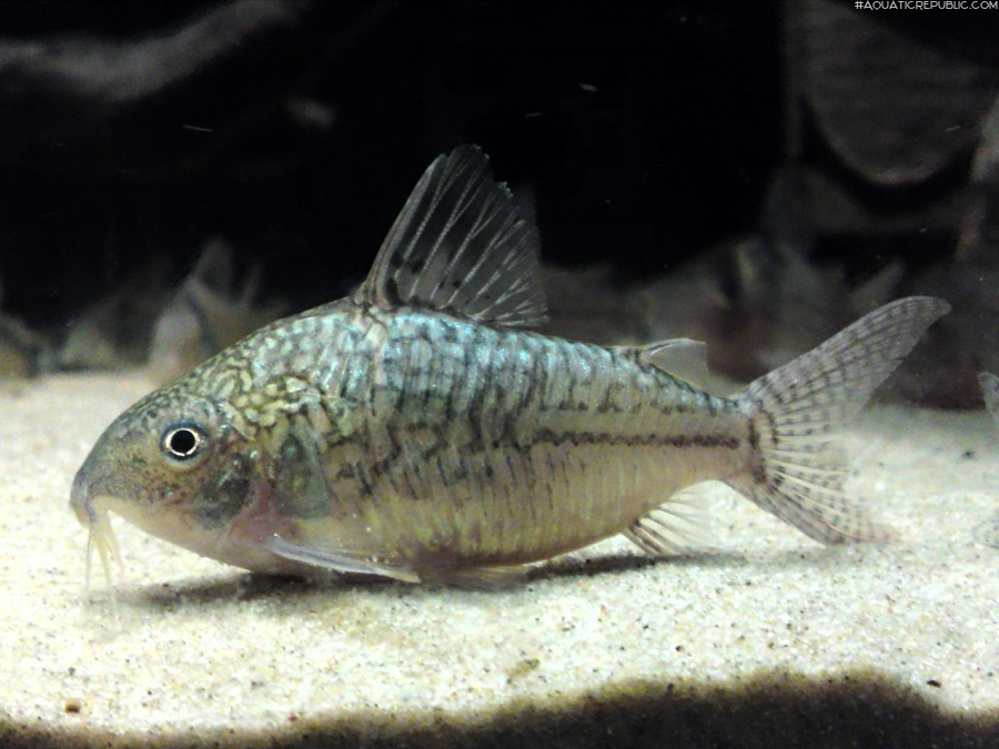 Brochis (sub-clade 2) sodalis