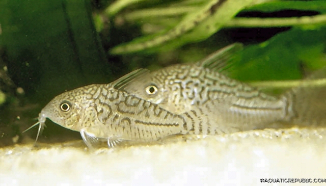 Brochis (sub-clade 2) sodalis