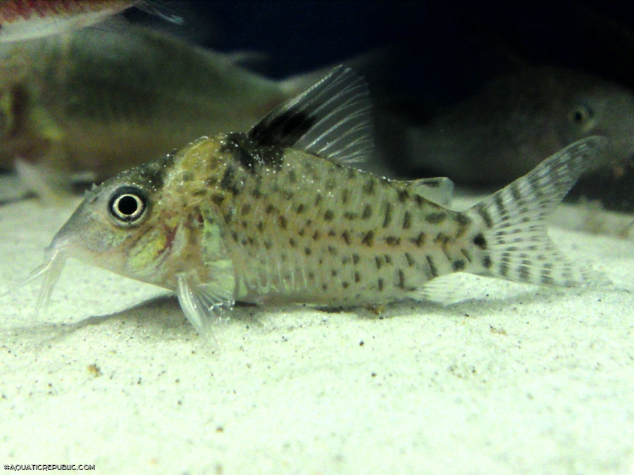 Brochis (sub-clade 3) ambiacus