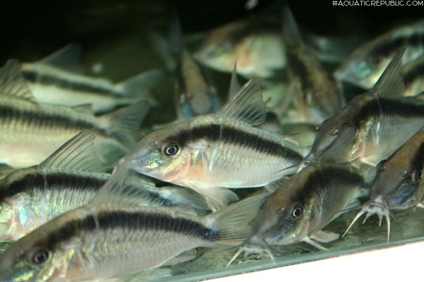 Brochis (sub-clade 3) arcuata