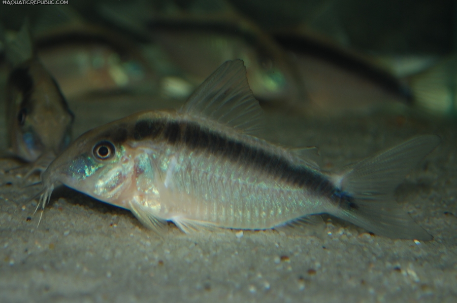 Brochis (sub-clade 3) arcuata