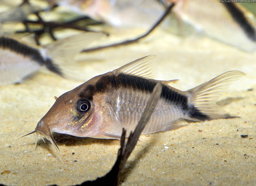 Brochis (sub-clade 3) bethanae